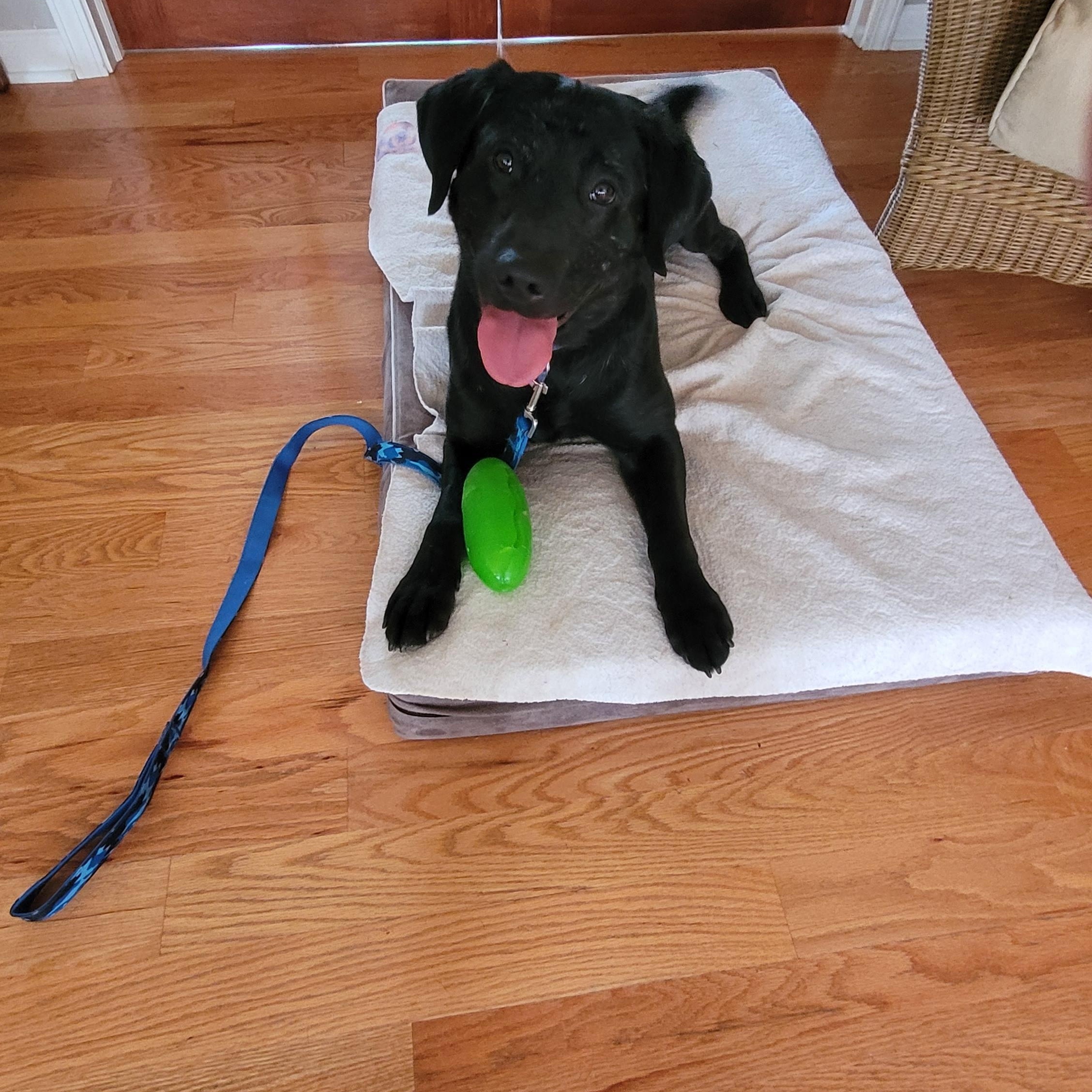 Enlarge Blaze, an adopted mixed breed in Indianapolis, IN image 5/5