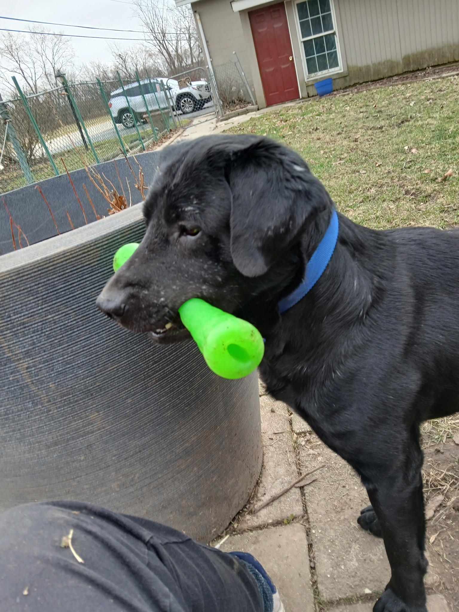 Blaze - Coming Soon!, ADOPTABLE, Adult Male Black Labrador Retriever.