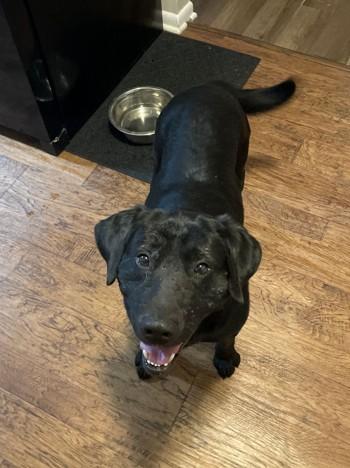 Enlarge Blaze - Coming Soon!, a ADOPTABLE mixed breed in Indianapolis, IN image 2/5