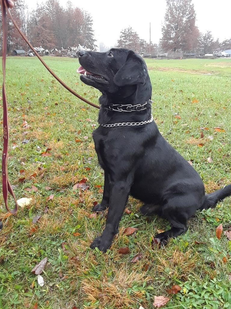 Enlarge Blaze - Coming Soon!, a ADOPTABLE mixed breed in Indianapolis, IN image 5/5