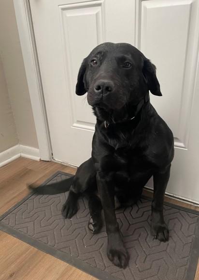 Enlarge Blaze - Coming Soon!, a ADOPTABLE mixed breed in Indianapolis, IN image 3/5