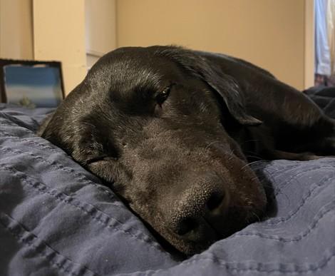 Enlarge Blaze - Coming Soon!, a ADOPTABLE mixed breed in Indianapolis, IN image 4/5