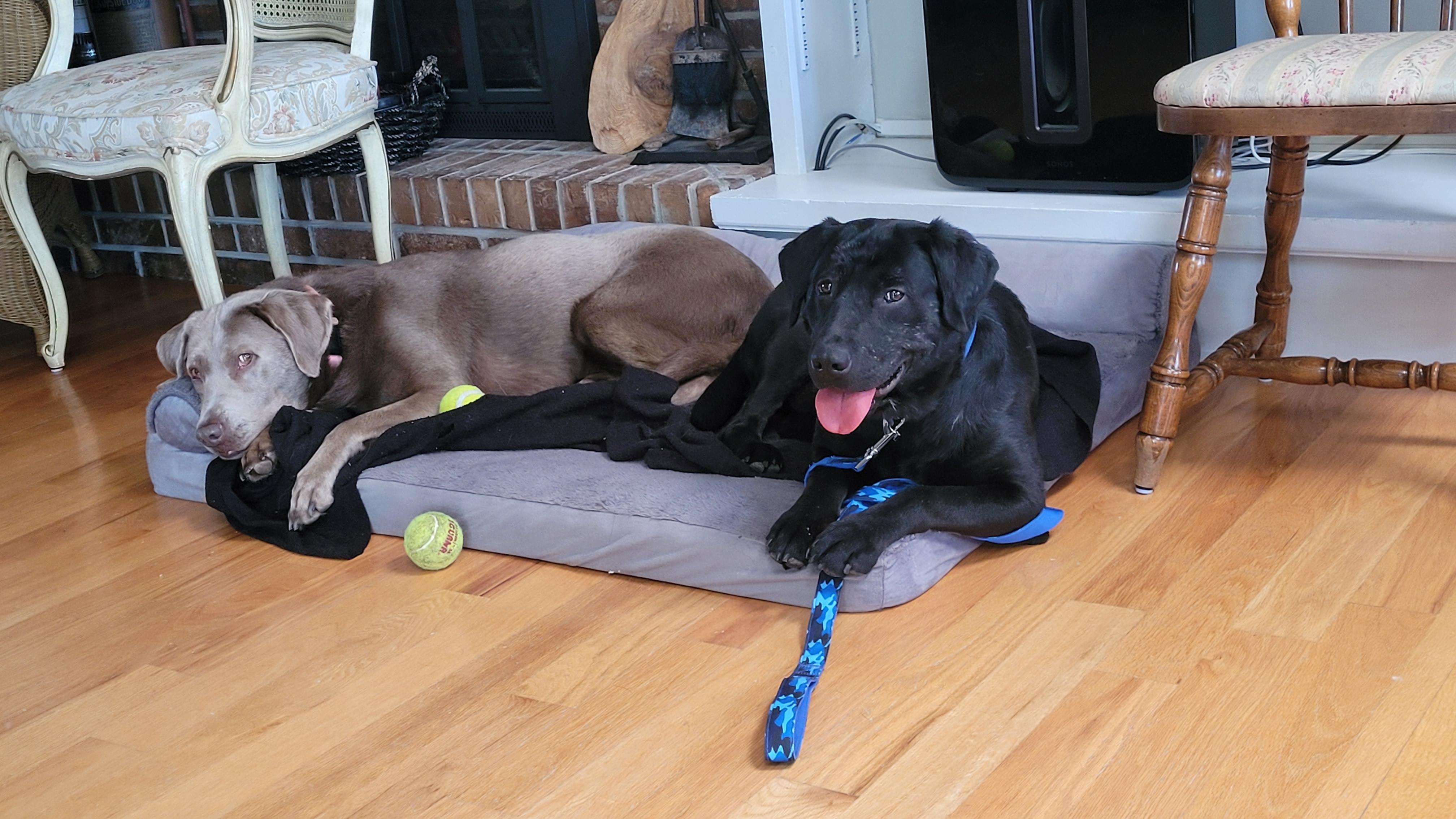 Enlarge Blaze, an adopted mixed breed in Indianapolis, IN image 4/5