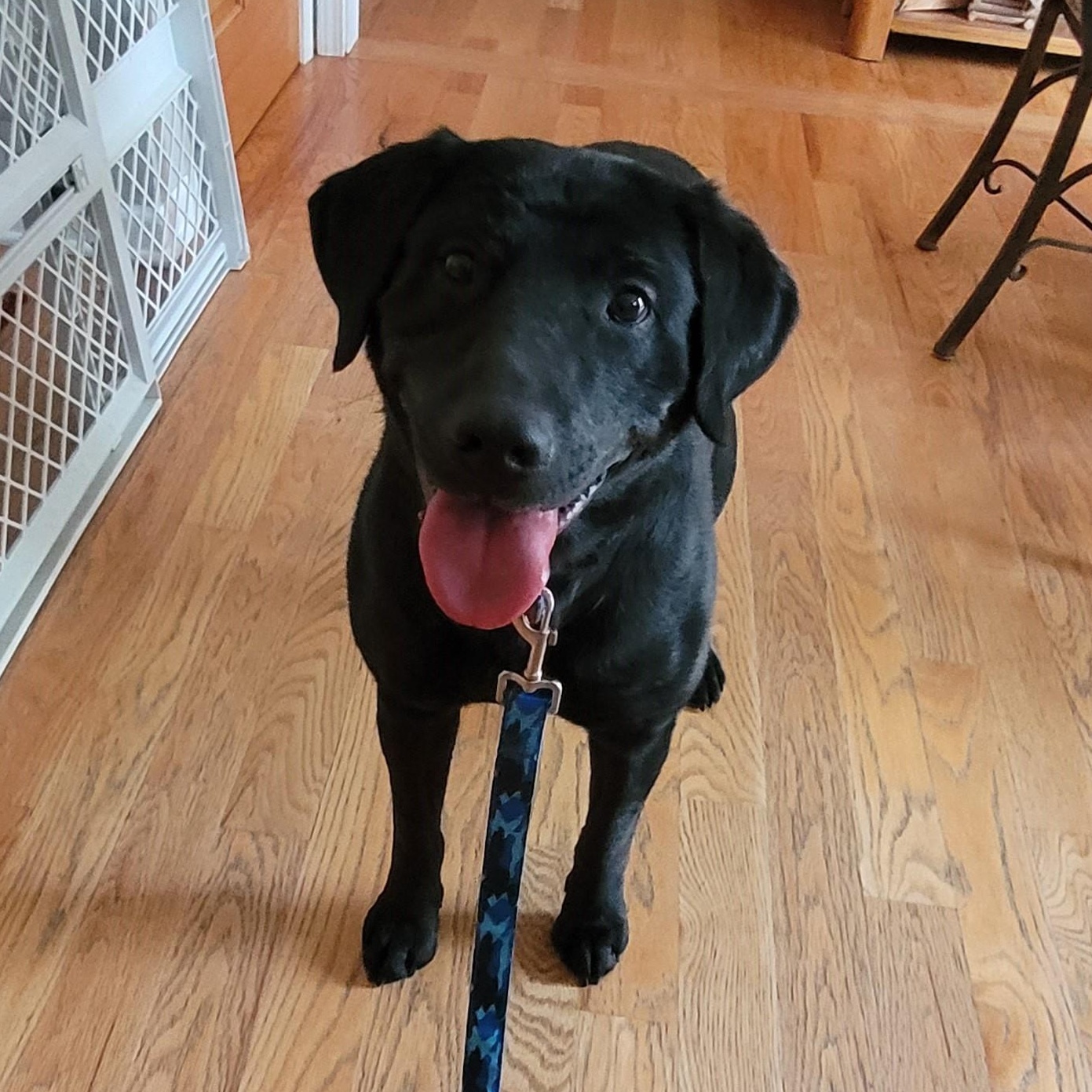Enlarge Blaze, an adopted mixed breed in Indianapolis, IN image 1/5
