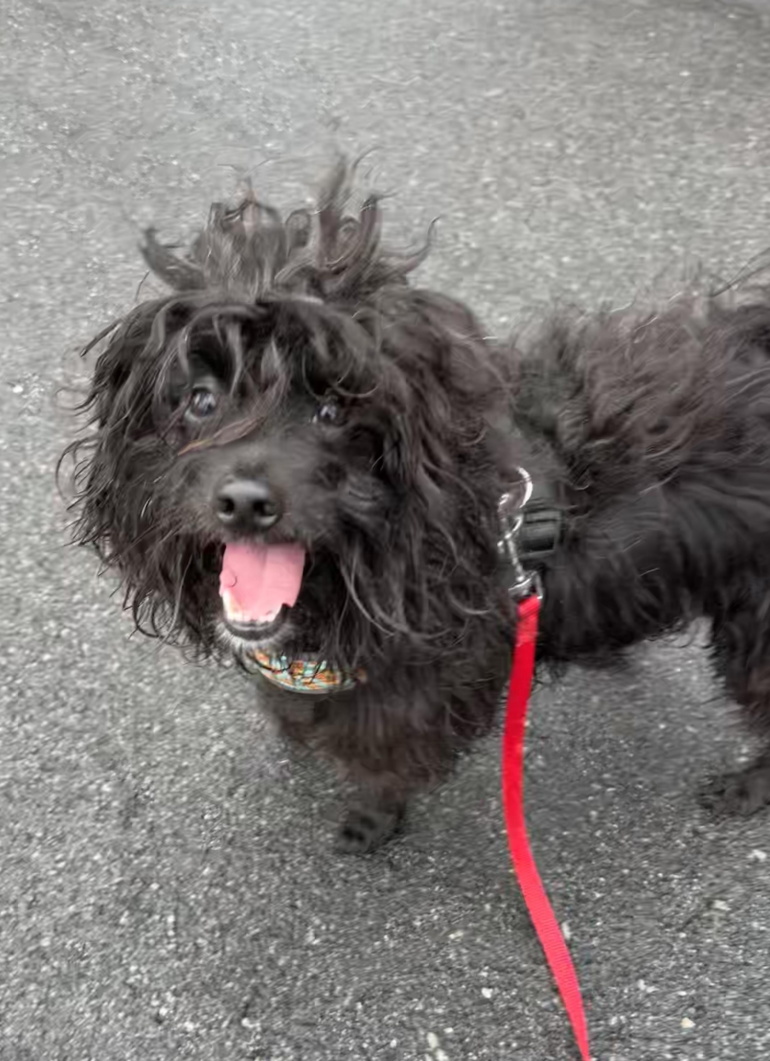 Mopsy, ADOPTABLE, Adult Male Mixed Breed.