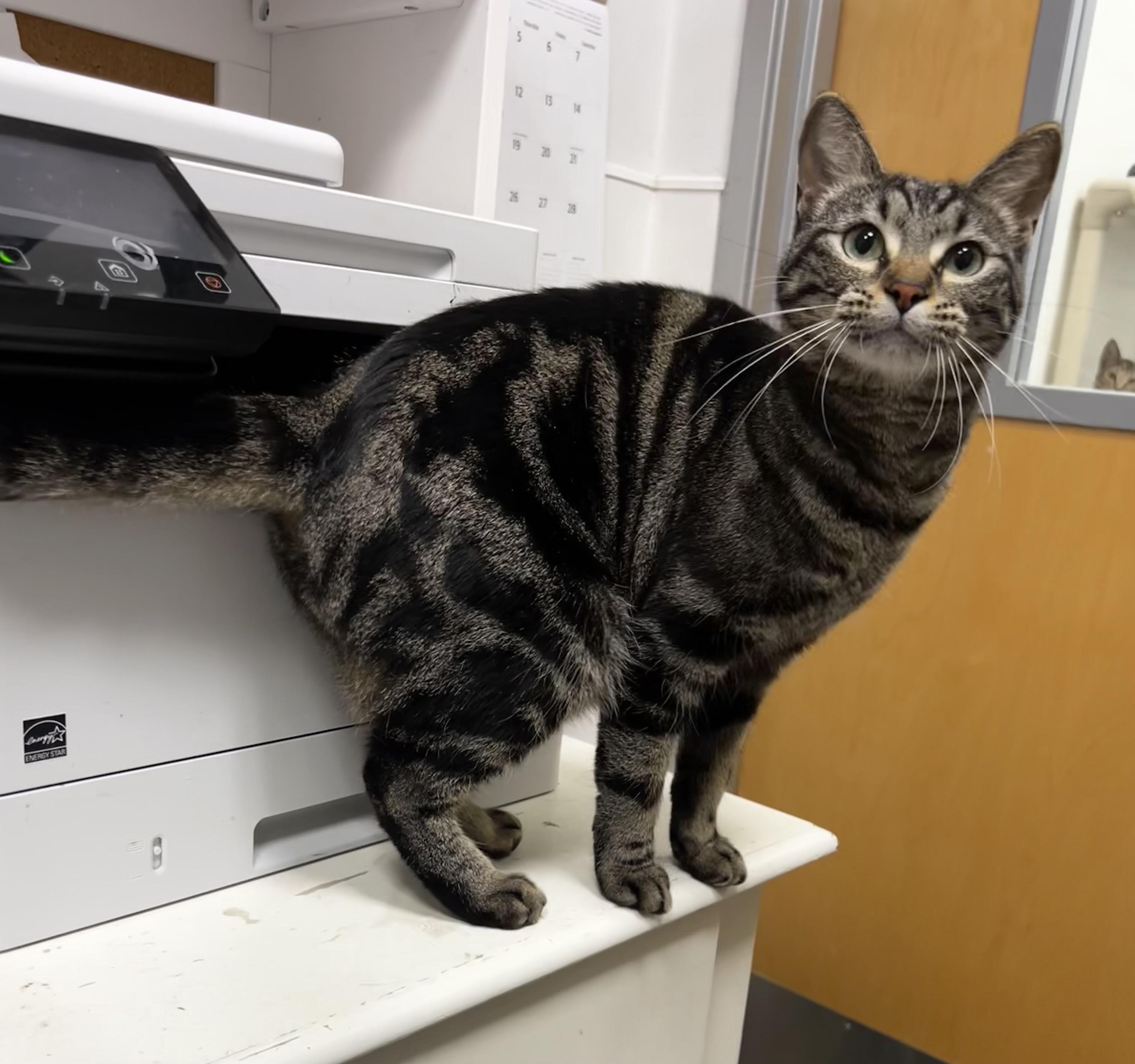 Downy - Riley Fuzzel Petsmart — thumbnail 2