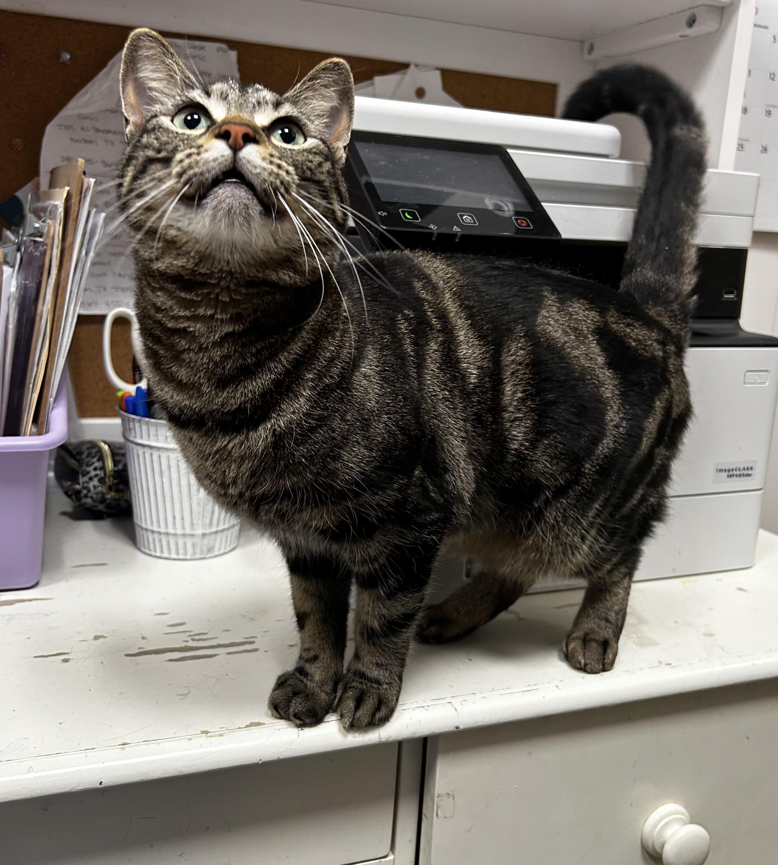 Downy - Riley Fuzzel Petsmart — thumbnail 3