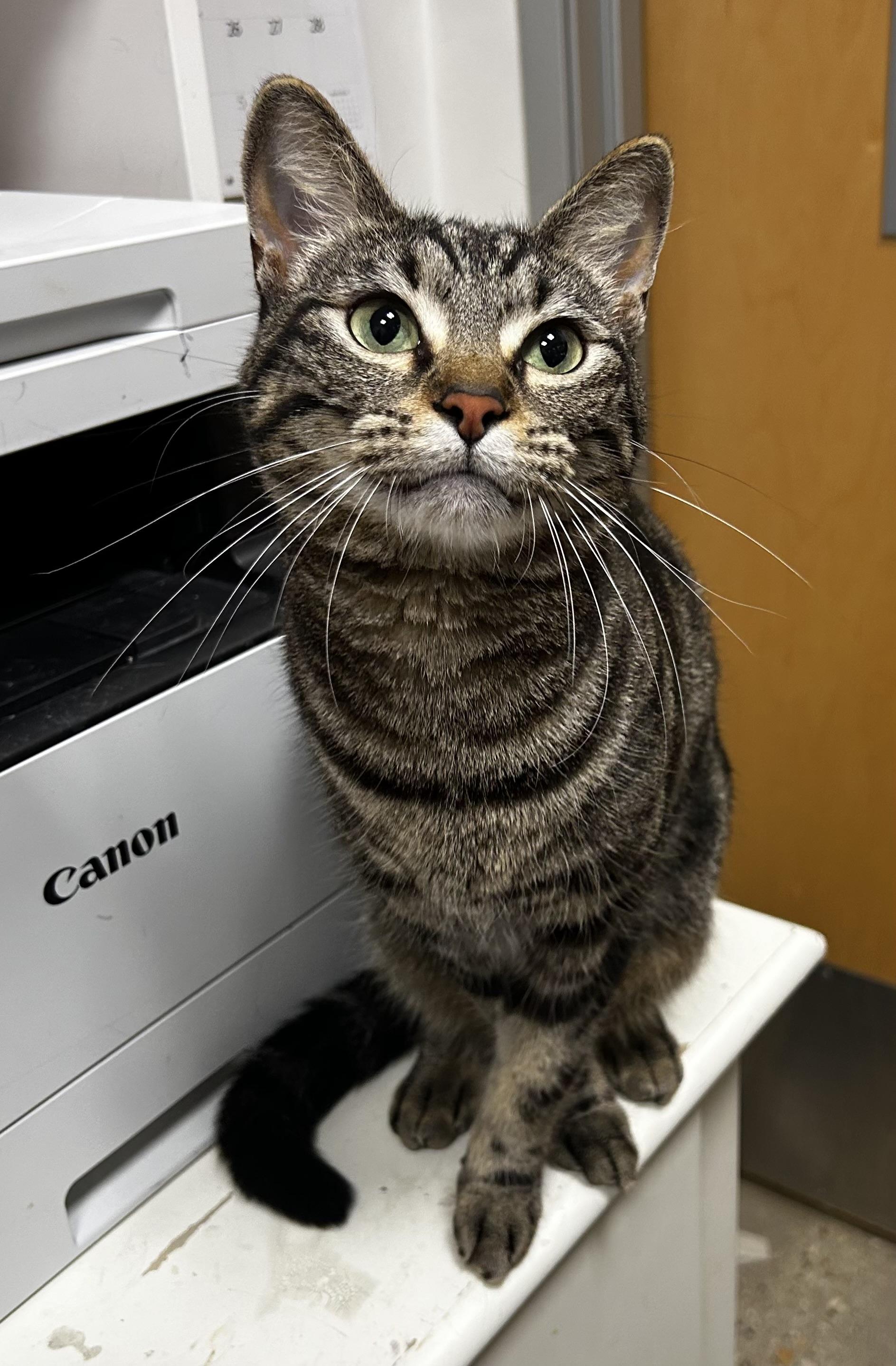 Downy - Riley Fuzzel Petsmart — thumbnail 4