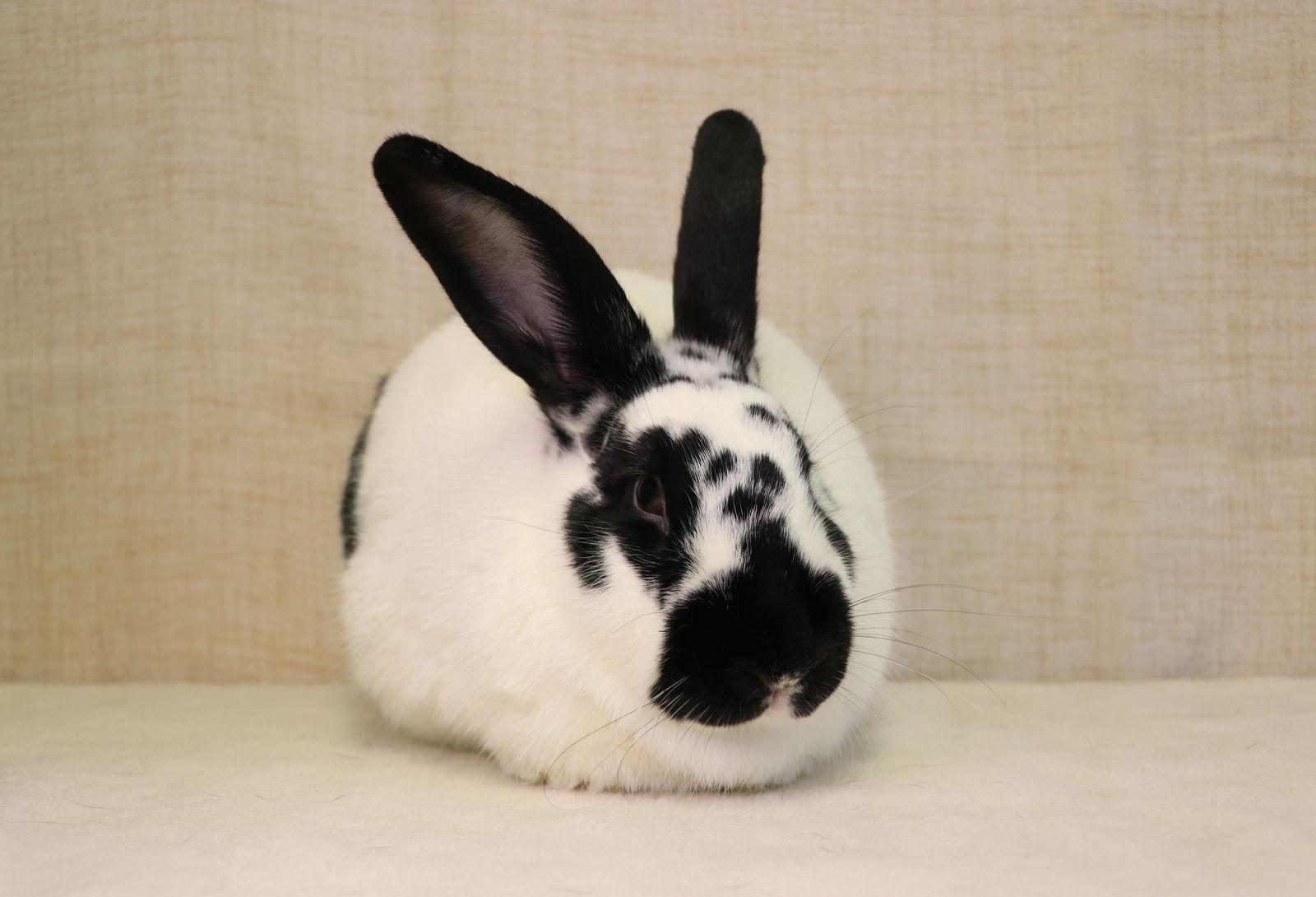 Panda, Adoptable, Young Female English Spot.