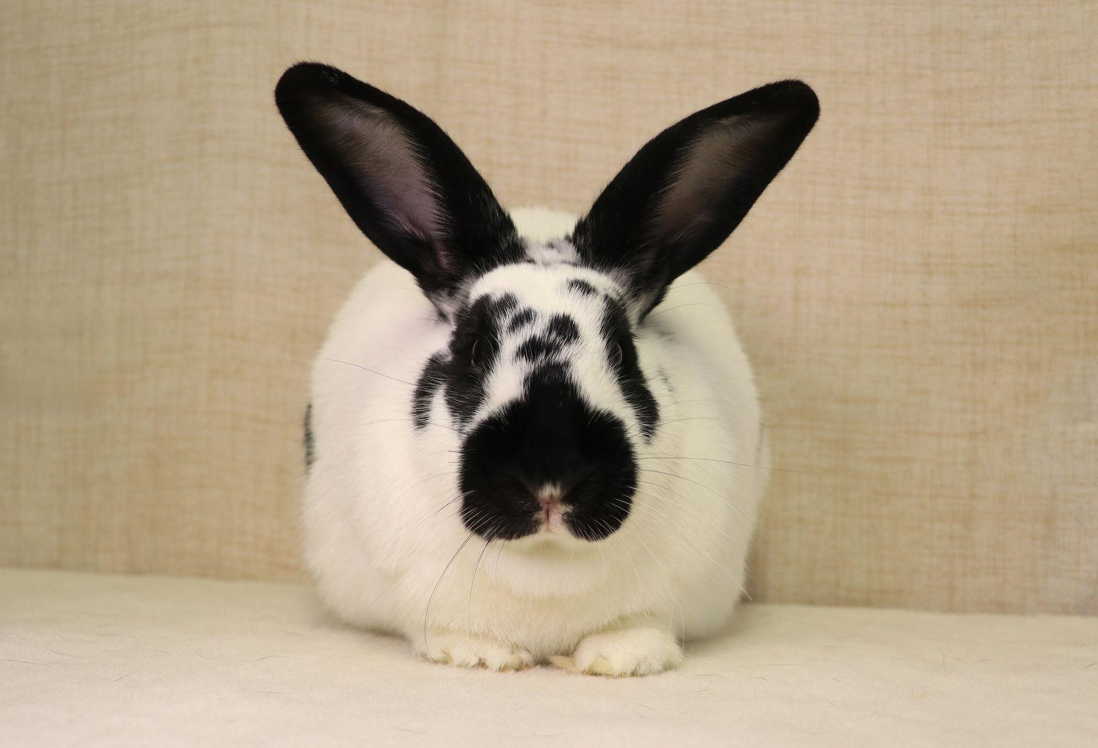 Enlarge Panda, a Adoptable English Spot in Lakeville, MN image 2/3