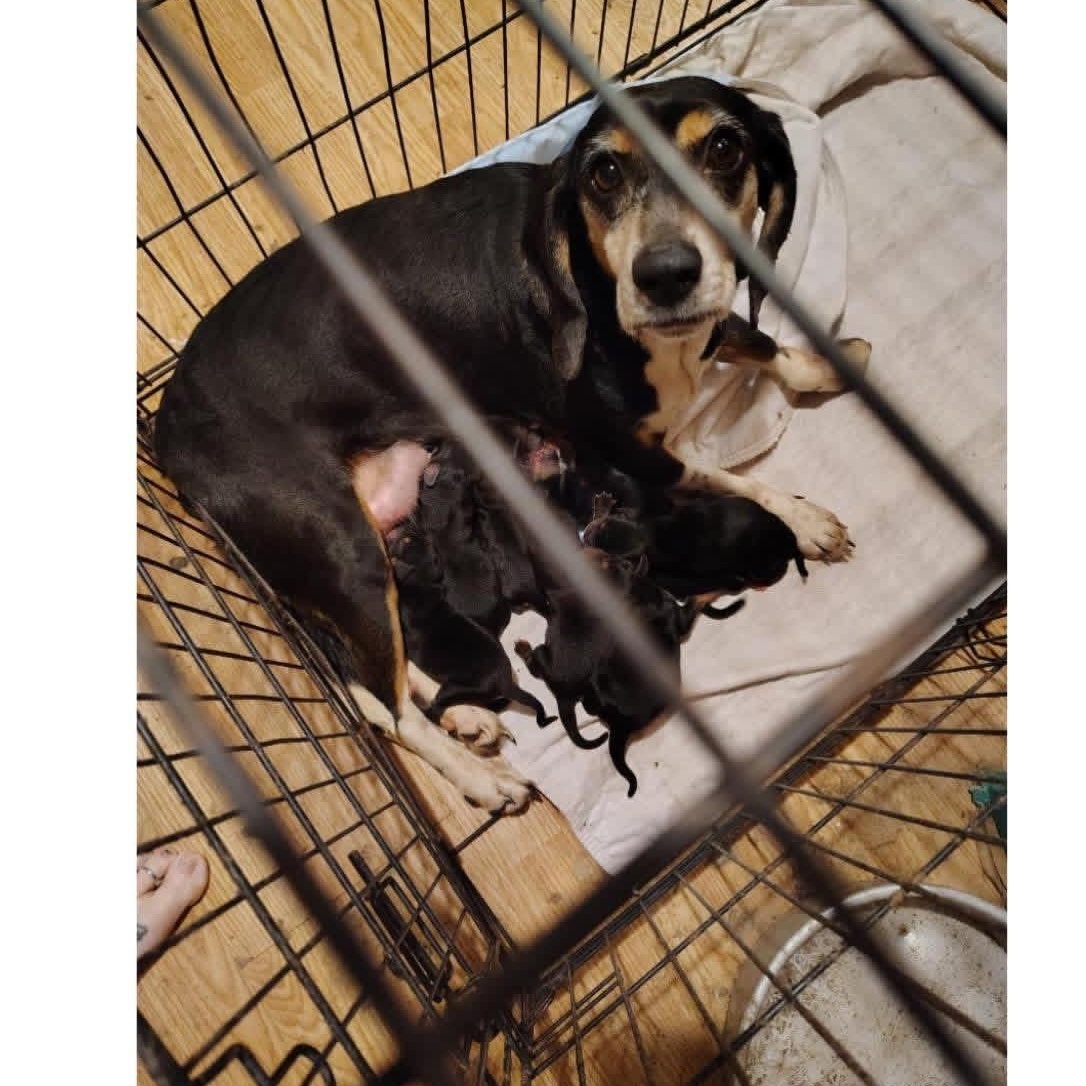 Freya, a ADOPTABLE Beagle in Muncie, IN image 3/4
