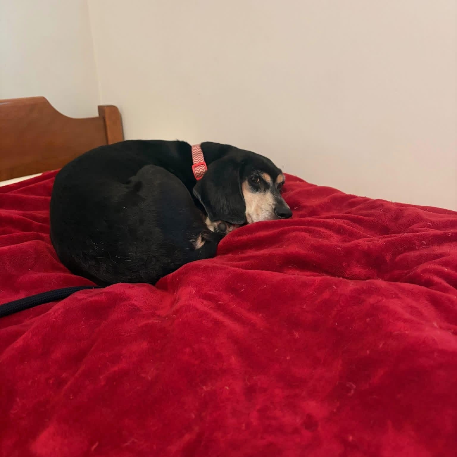 Freya, a ADOPTABLE Beagle in Muncie, IN image 4/4