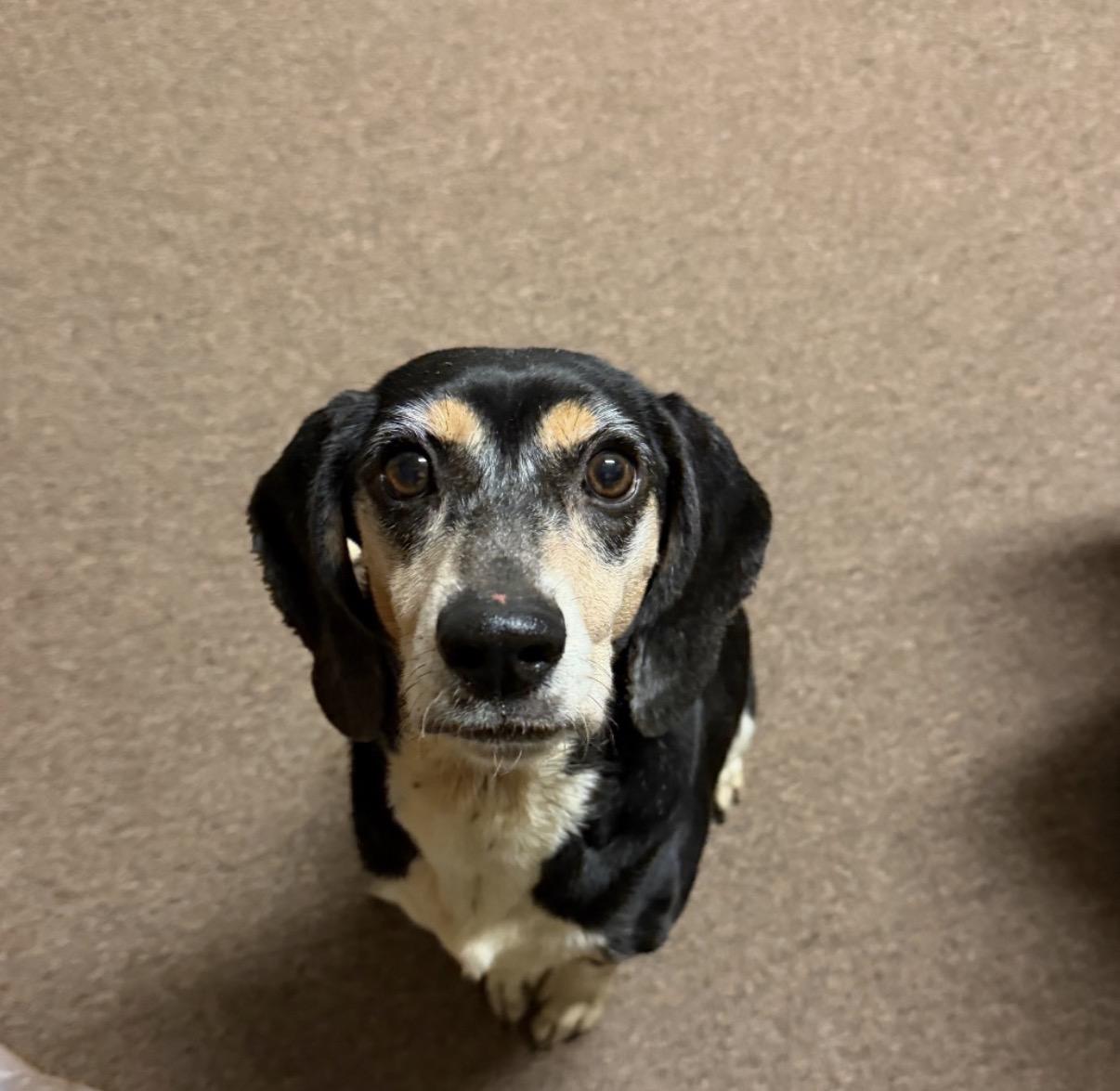 Freya, a ADOPTABLE Beagle in Muncie, IN image 1/4