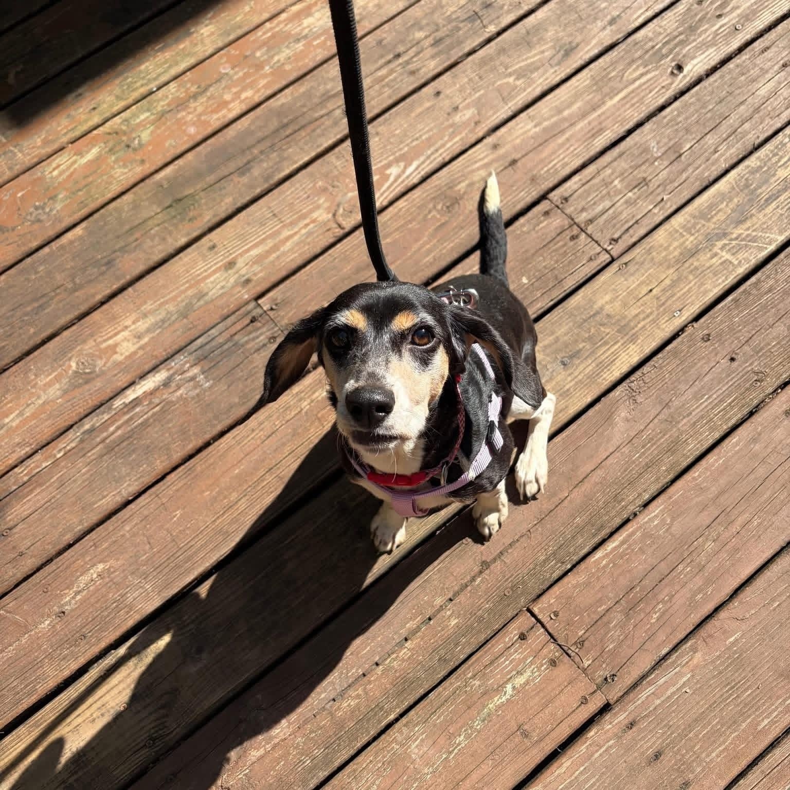 Freya, a ADOPTABLE Beagle in Muncie, IN image 2/4