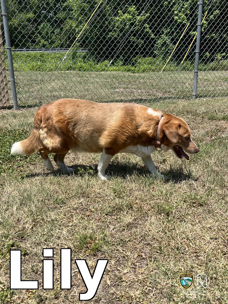 Lily, a Adoptable Beagle in Rocky Mount, NC image 1/3
