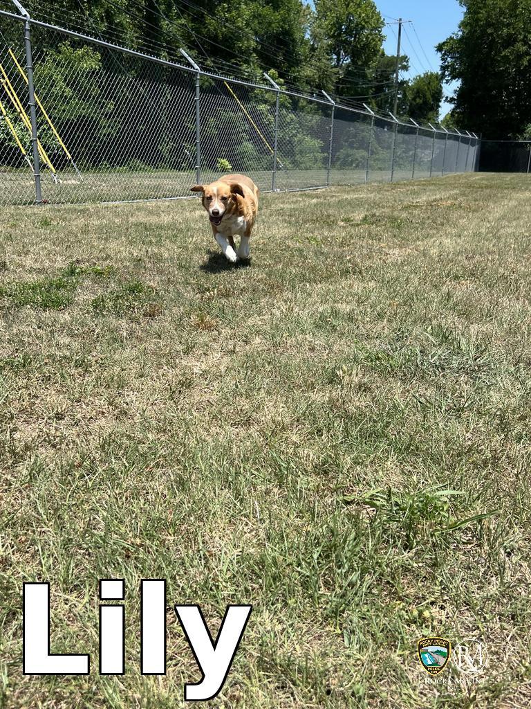 Lily, a Adoptable Beagle in Rocky Mount, NC image 2/3