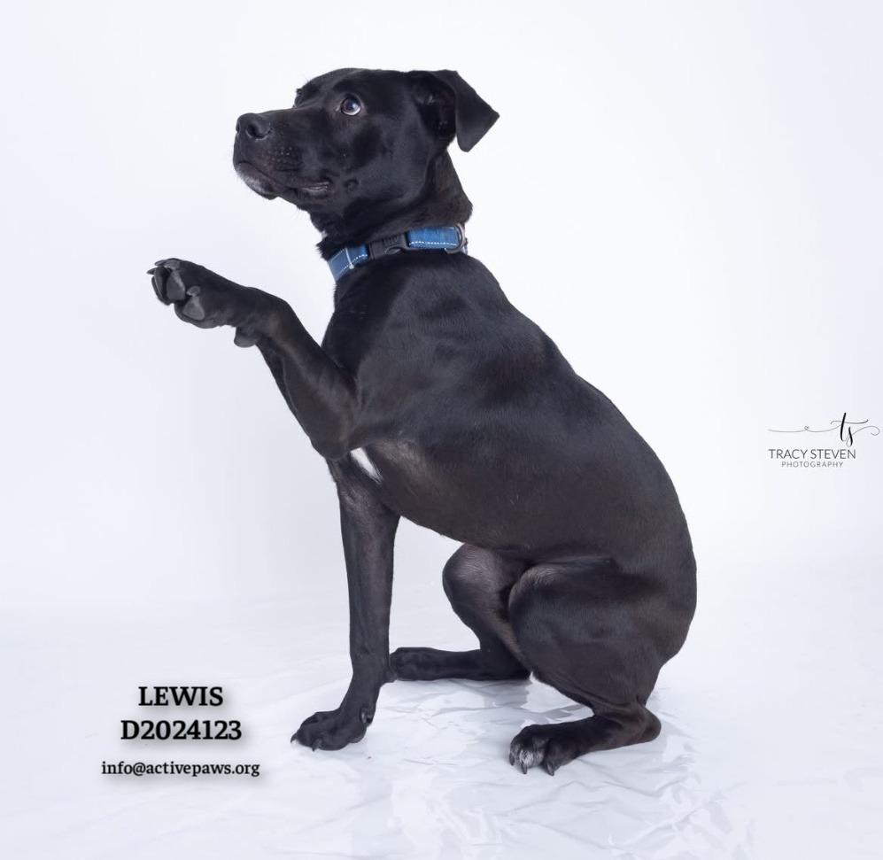 Enlarge Lewis, a Adoptable mixed breed in CONROE, TX image 1/6