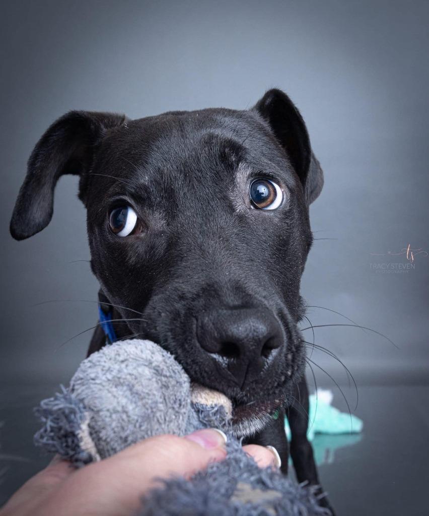 Enlarge Lewis, a Adoptable mixed breed in CONROE, TX image 3/6