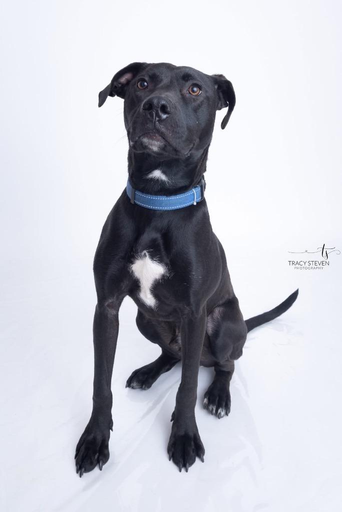 Enlarge Lewis, a Adoptable mixed breed in CONROE, TX image 4/6
