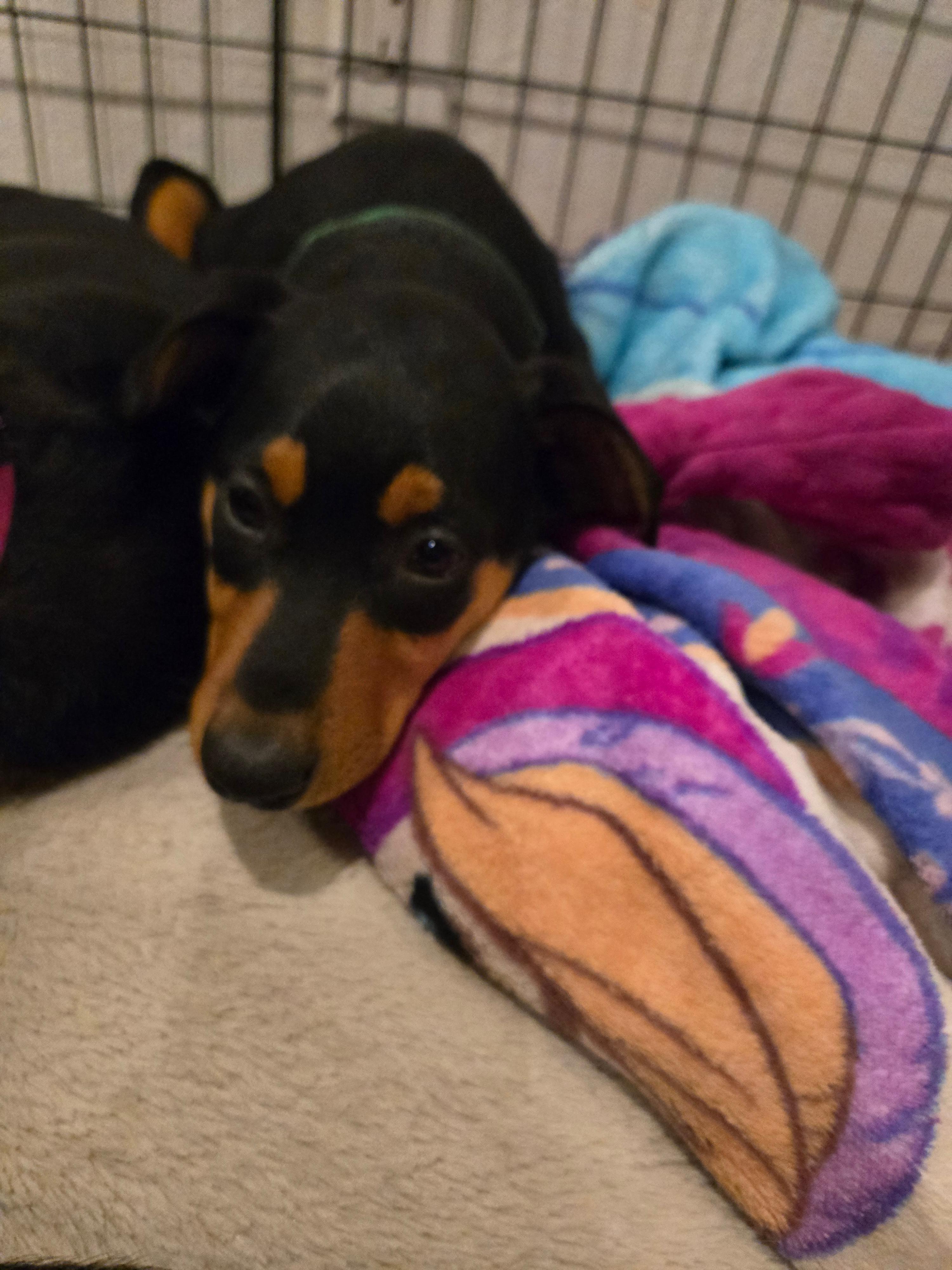 Enlarge Hermione, a Adopted Doberman Pinscher in Discovery Bay, CA image 1/1