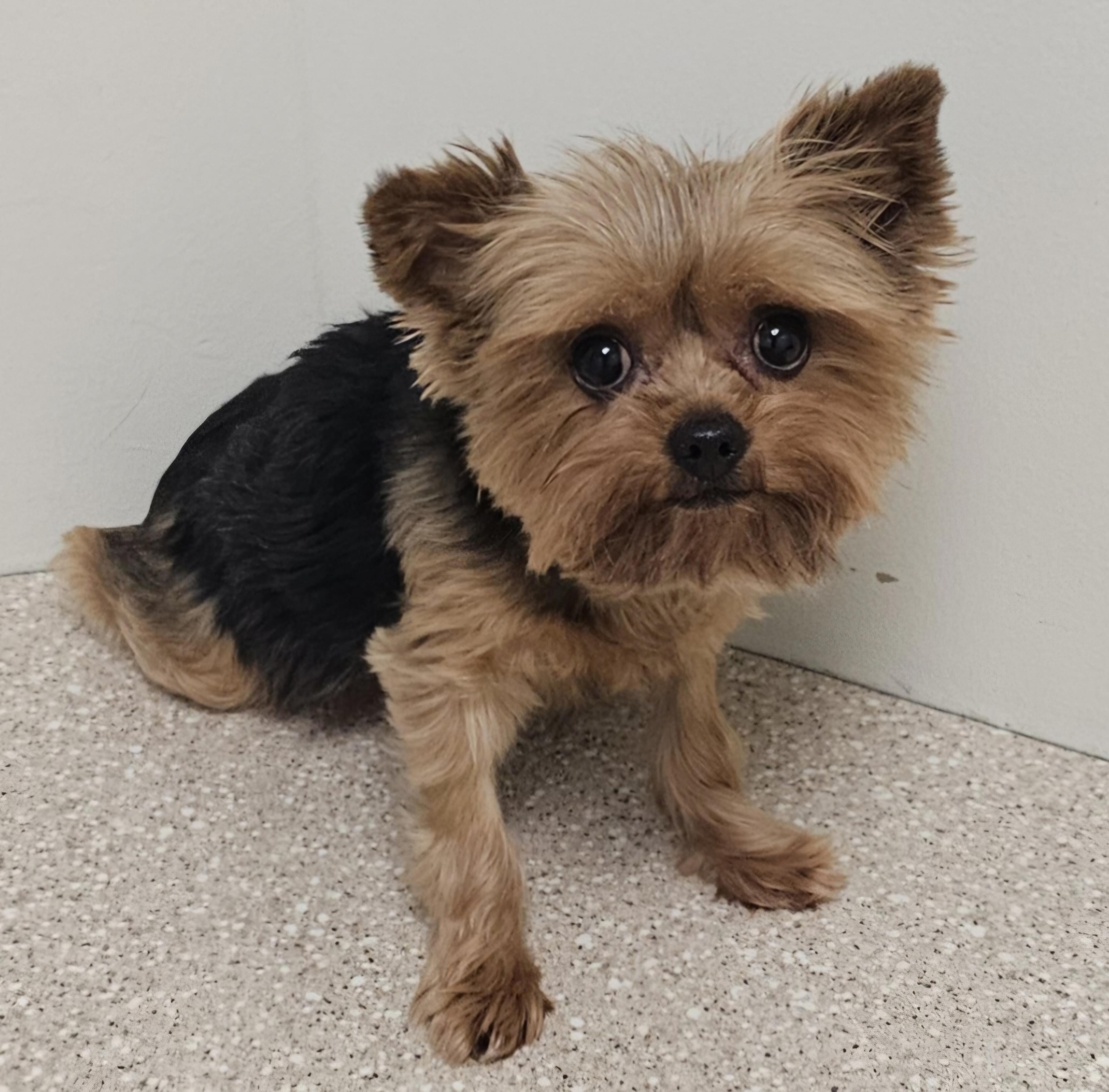GRACIE, a Adoptable Yorkshire Terrier in Fenton, MI image 1/6