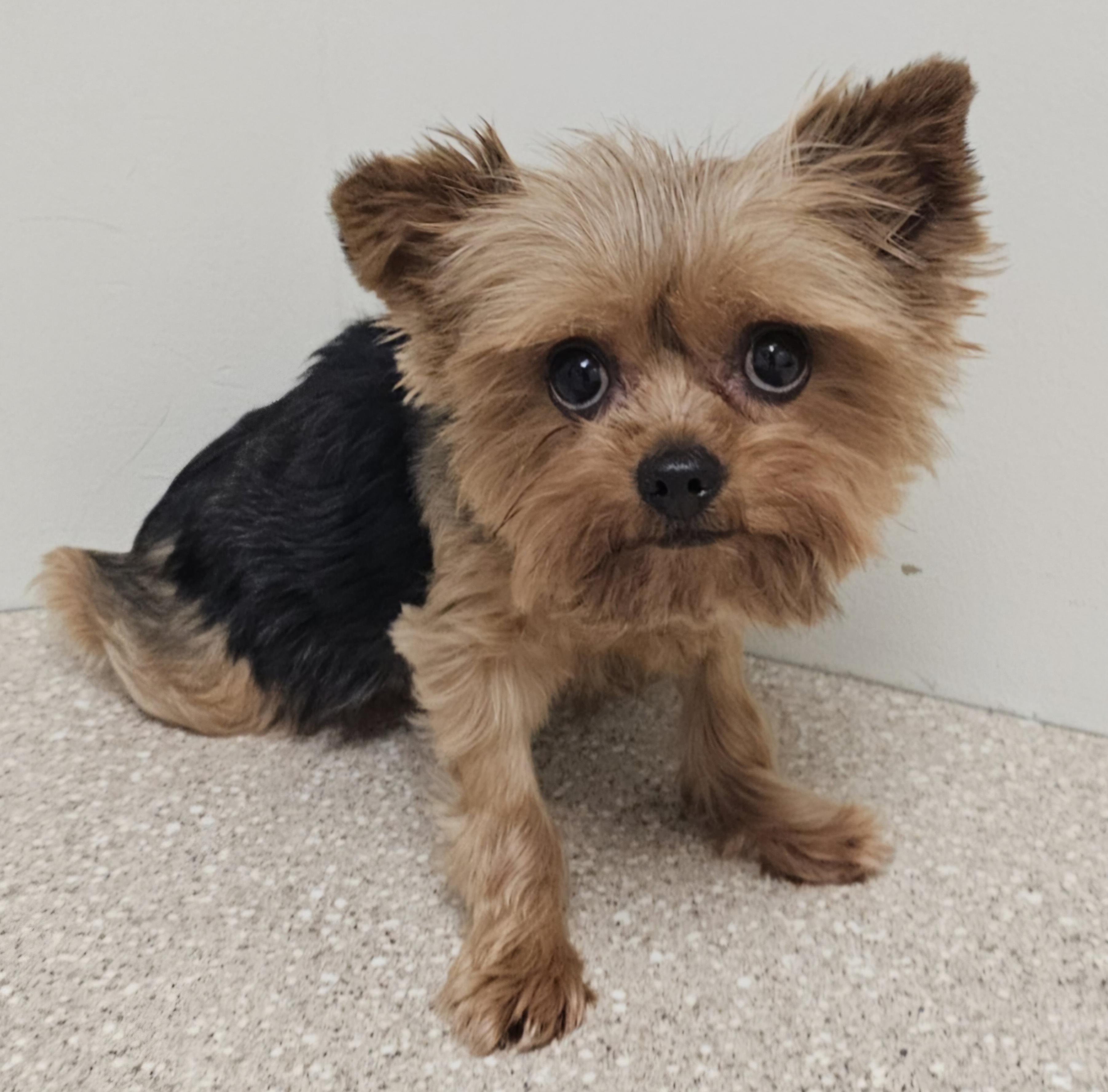 GRACIE, a Adoptable Yorkshire Terrier in Fenton, MI image 4/6