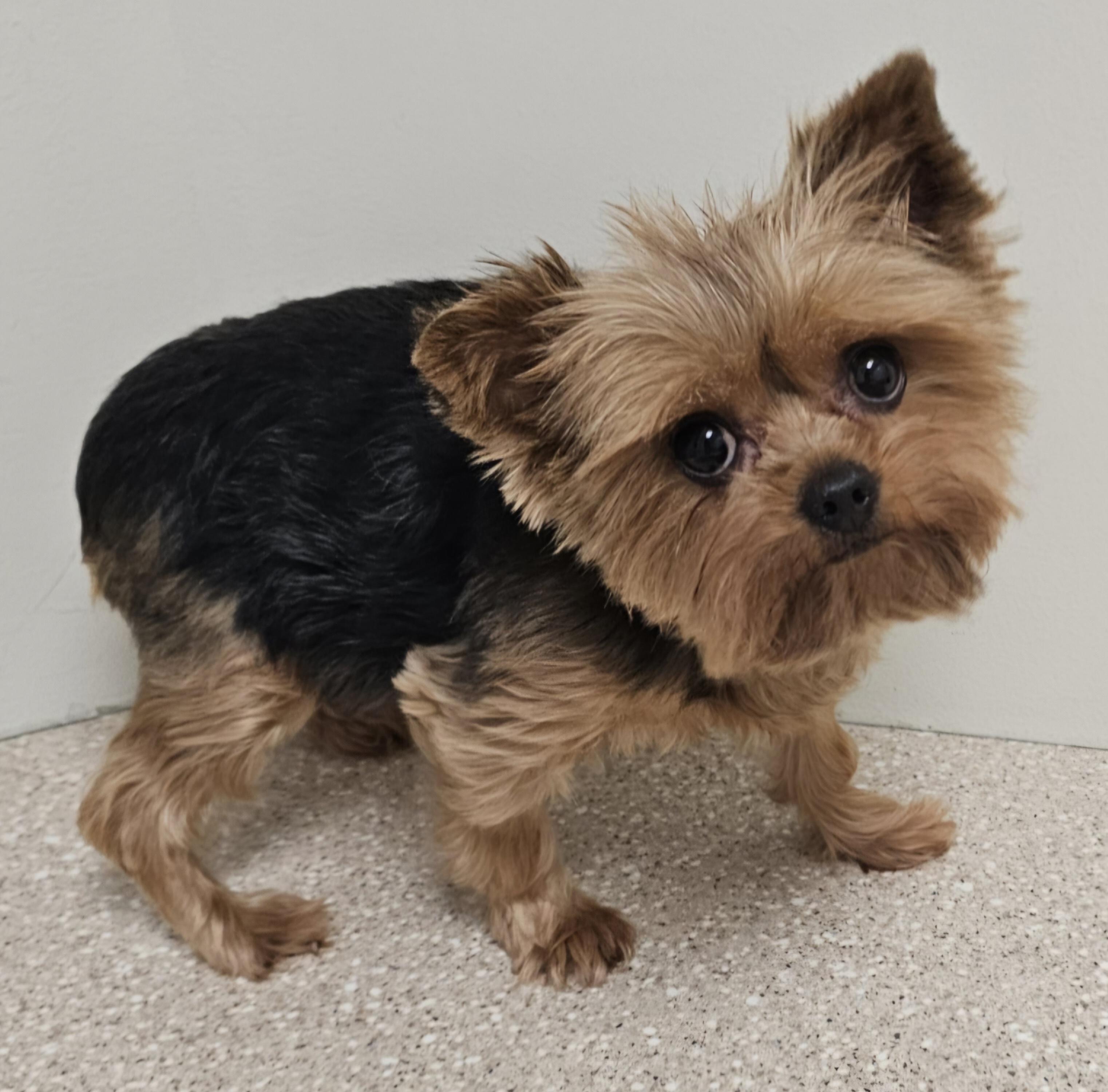 GRACIE, a Adoptable Yorkshire Terrier in Fenton, MI image 3/6