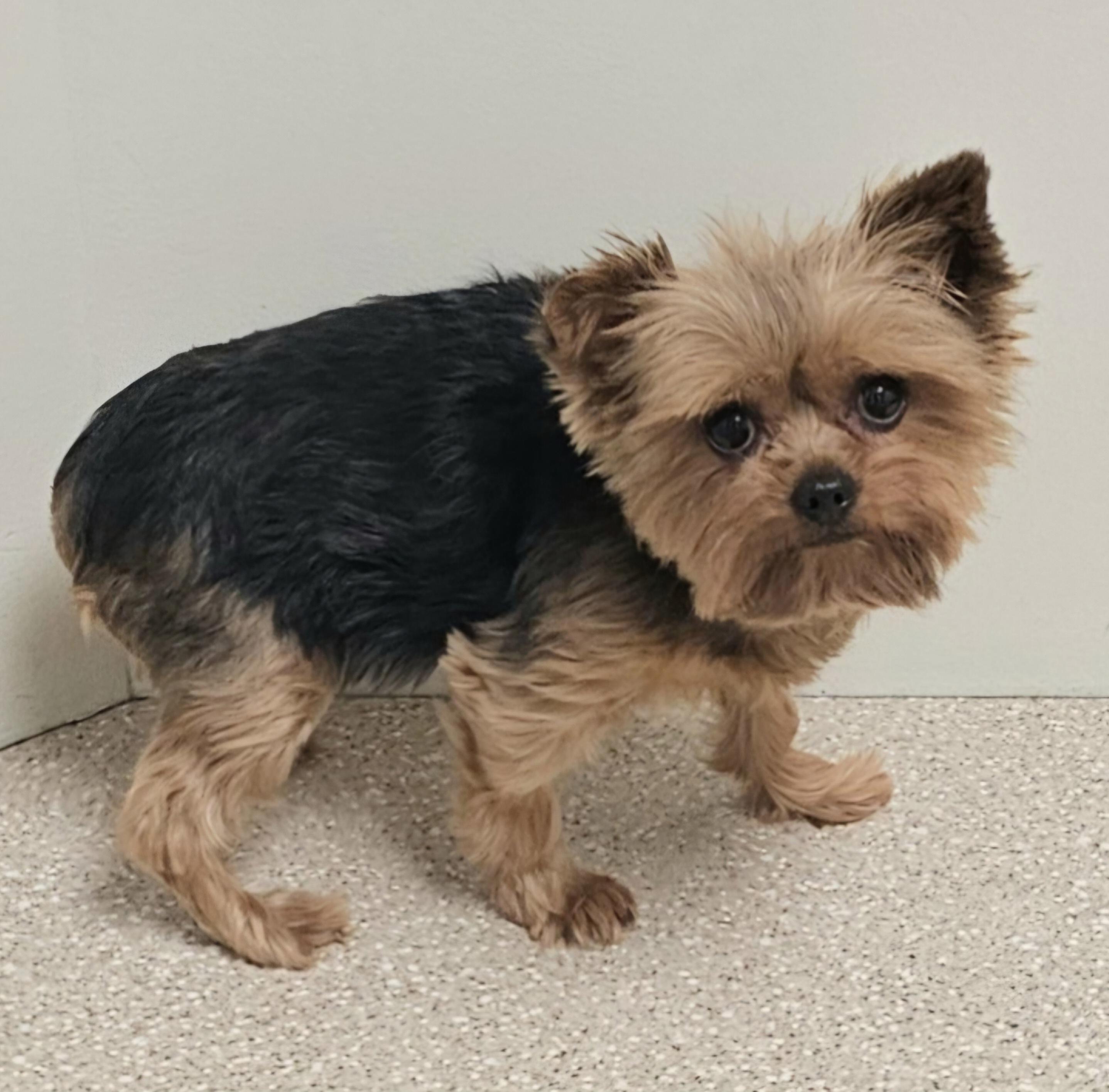 GRACIE, a Adoptable Yorkshire Terrier in Fenton, MI image 6/6