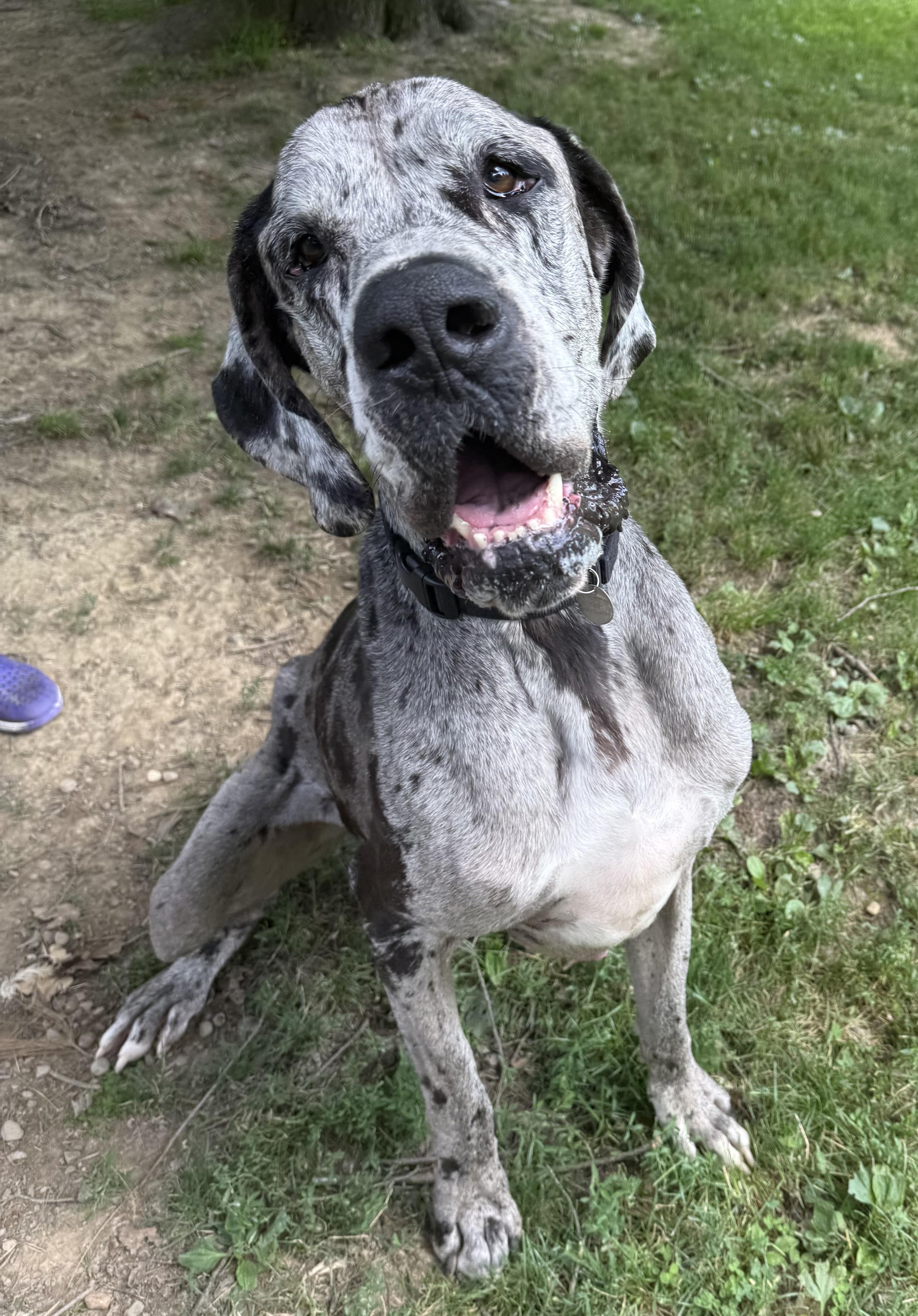 Doug, a ADOPTABLE Great Dane in Cleveland, OH image 4/6