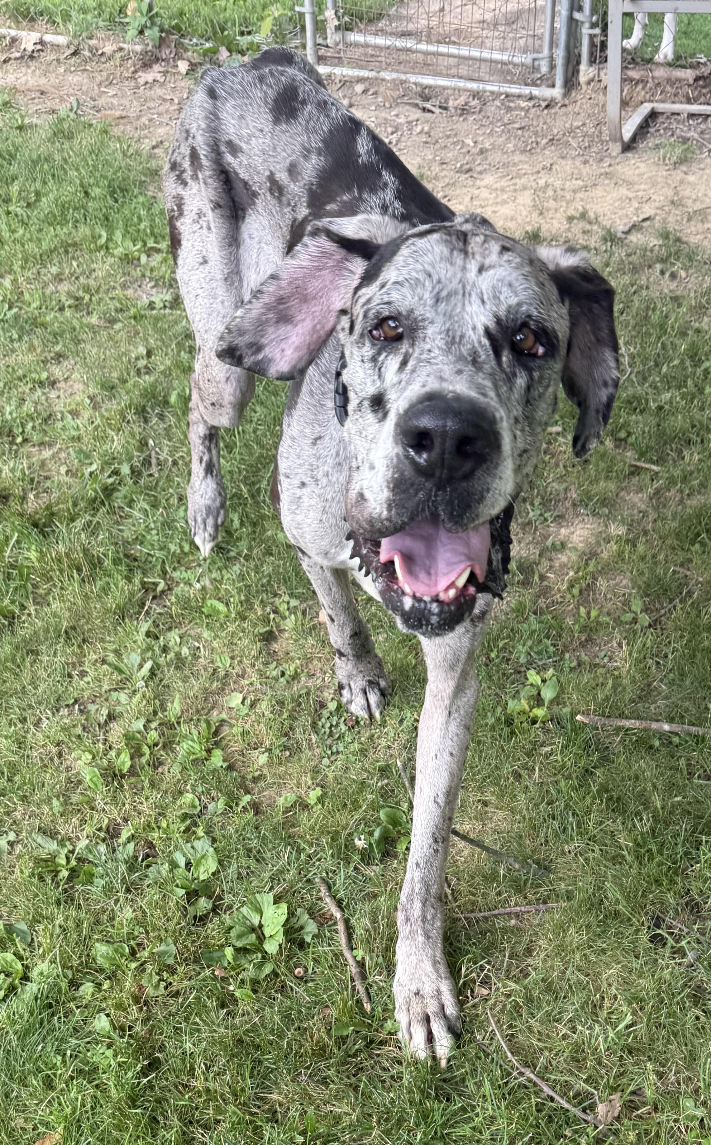 Doug, a ADOPTABLE Great Dane in Cleveland, OH image 6/6