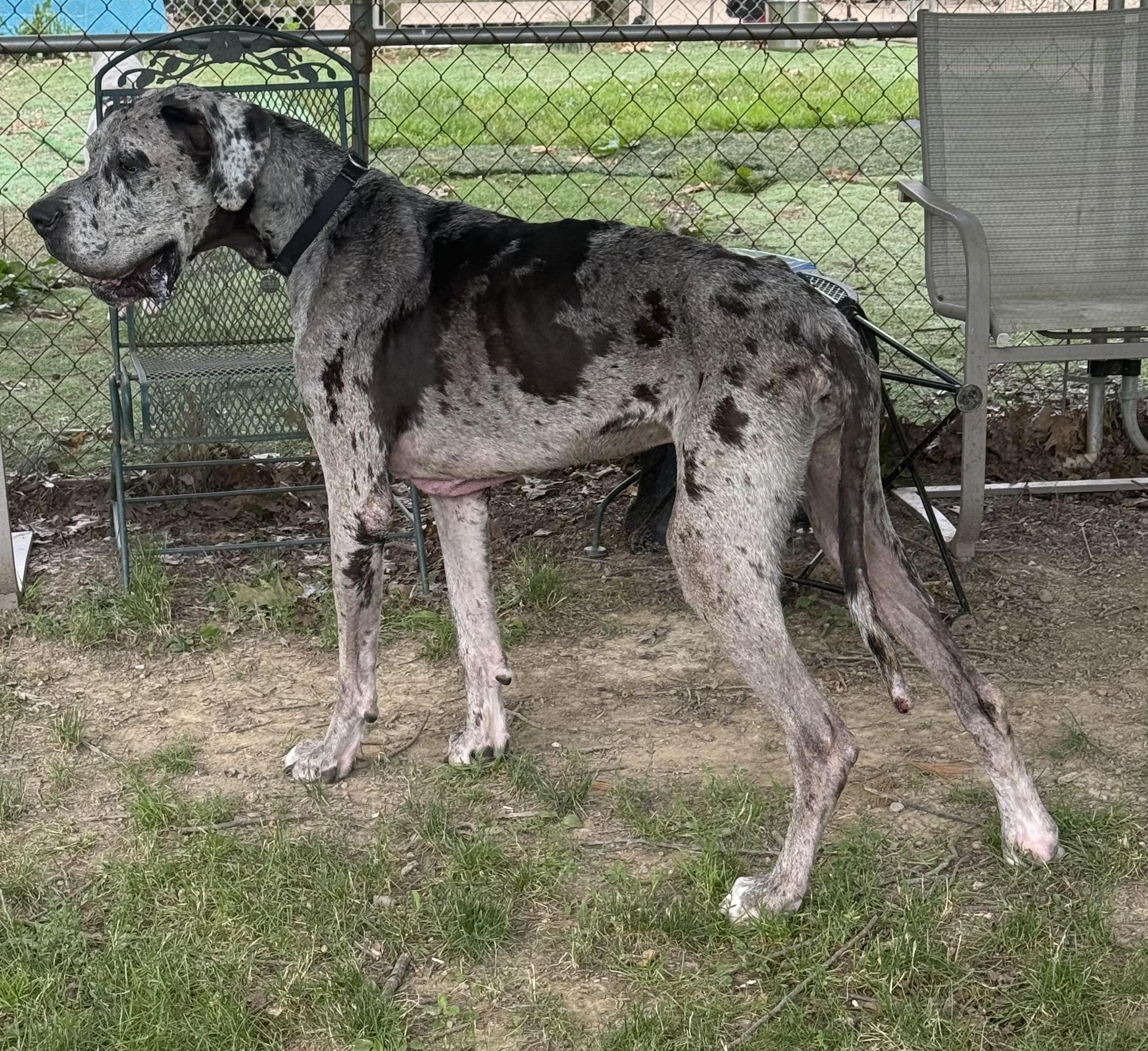 Doug, a ADOPTABLE Great Dane in Cleveland, OH image 3/6