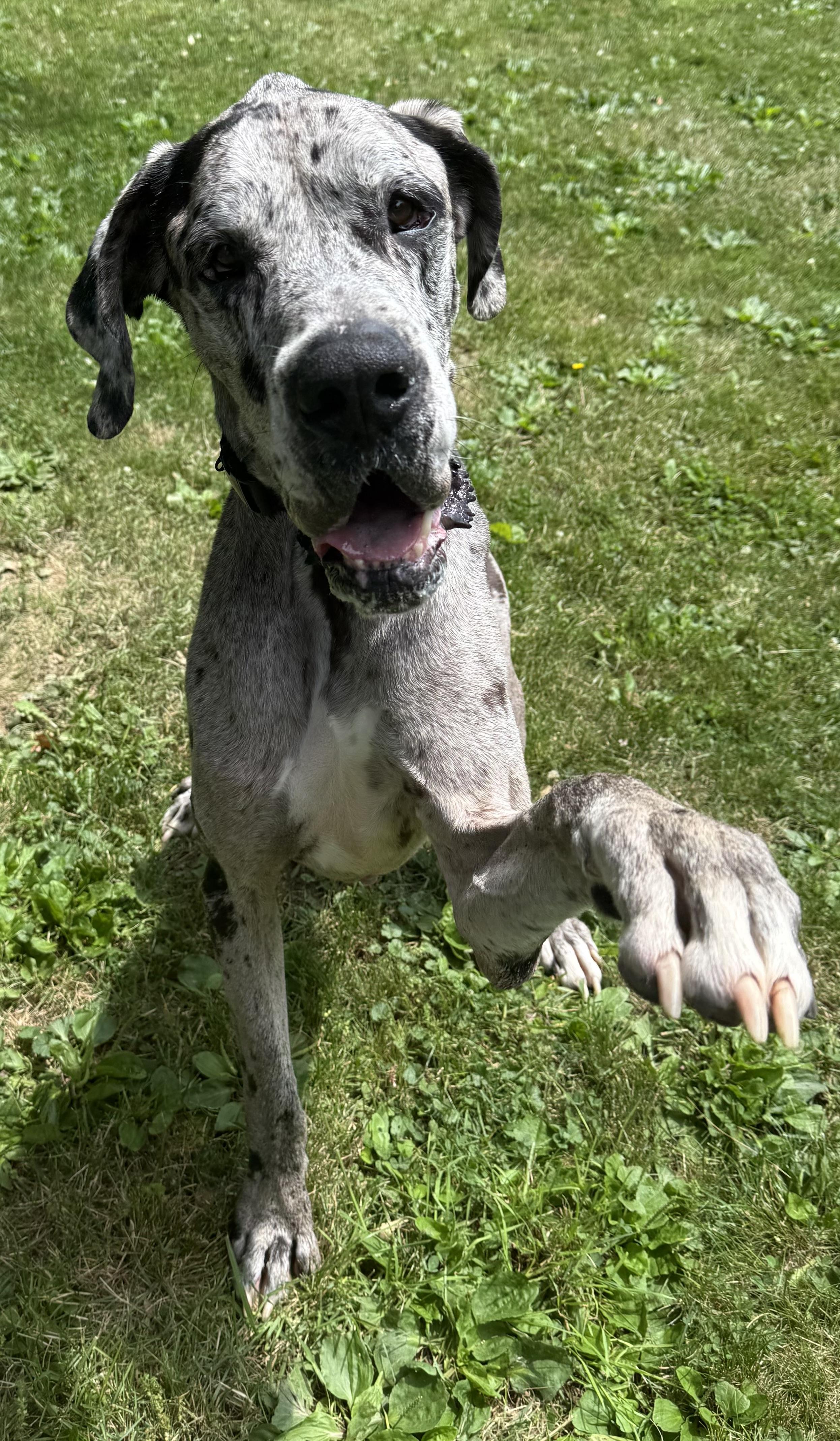 Doug, a ADOPTABLE Great Dane in Cleveland, OH image 2/6