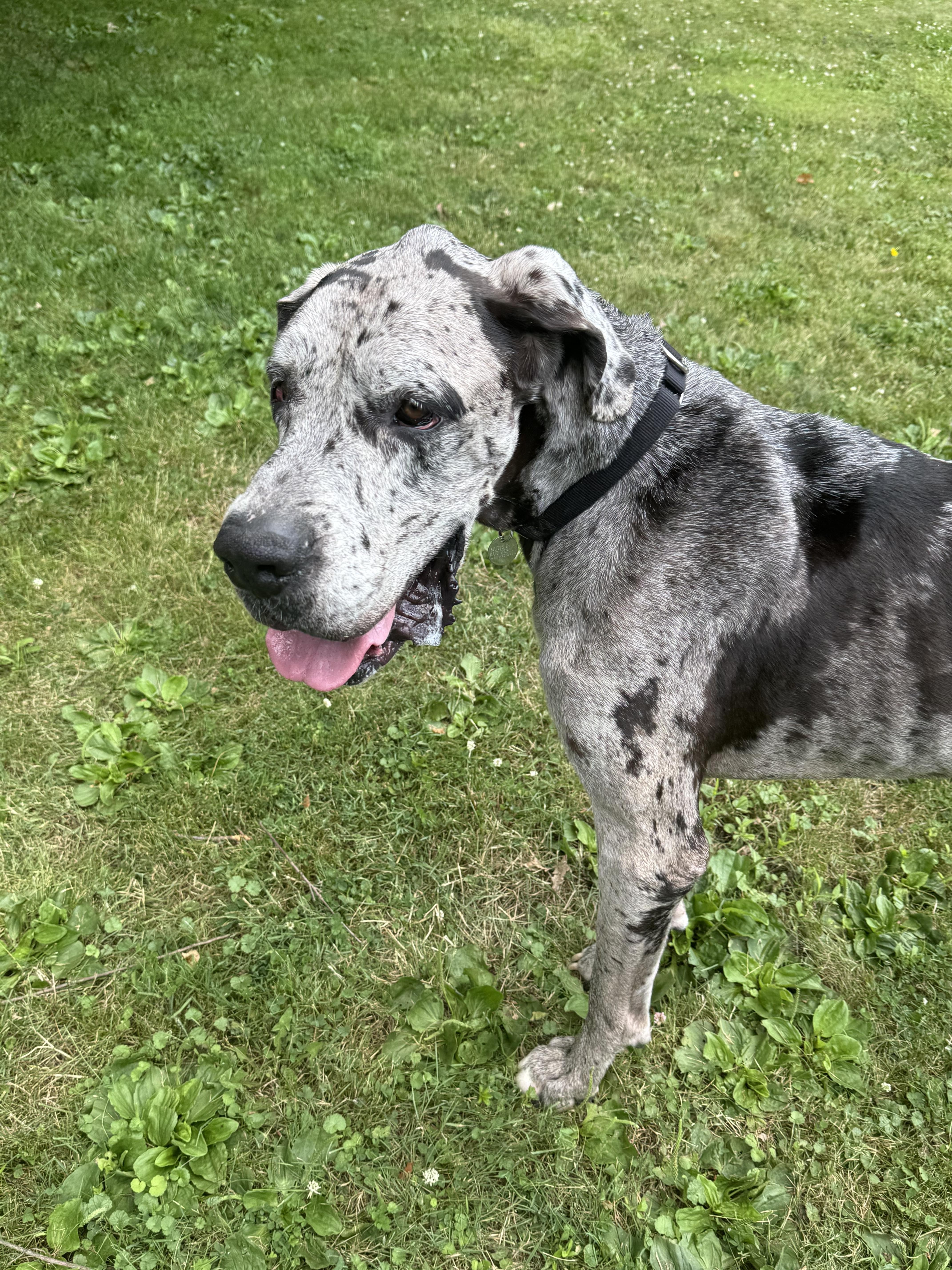 Doug, a ADOPTABLE Great Dane in Cleveland, OH image 5/6