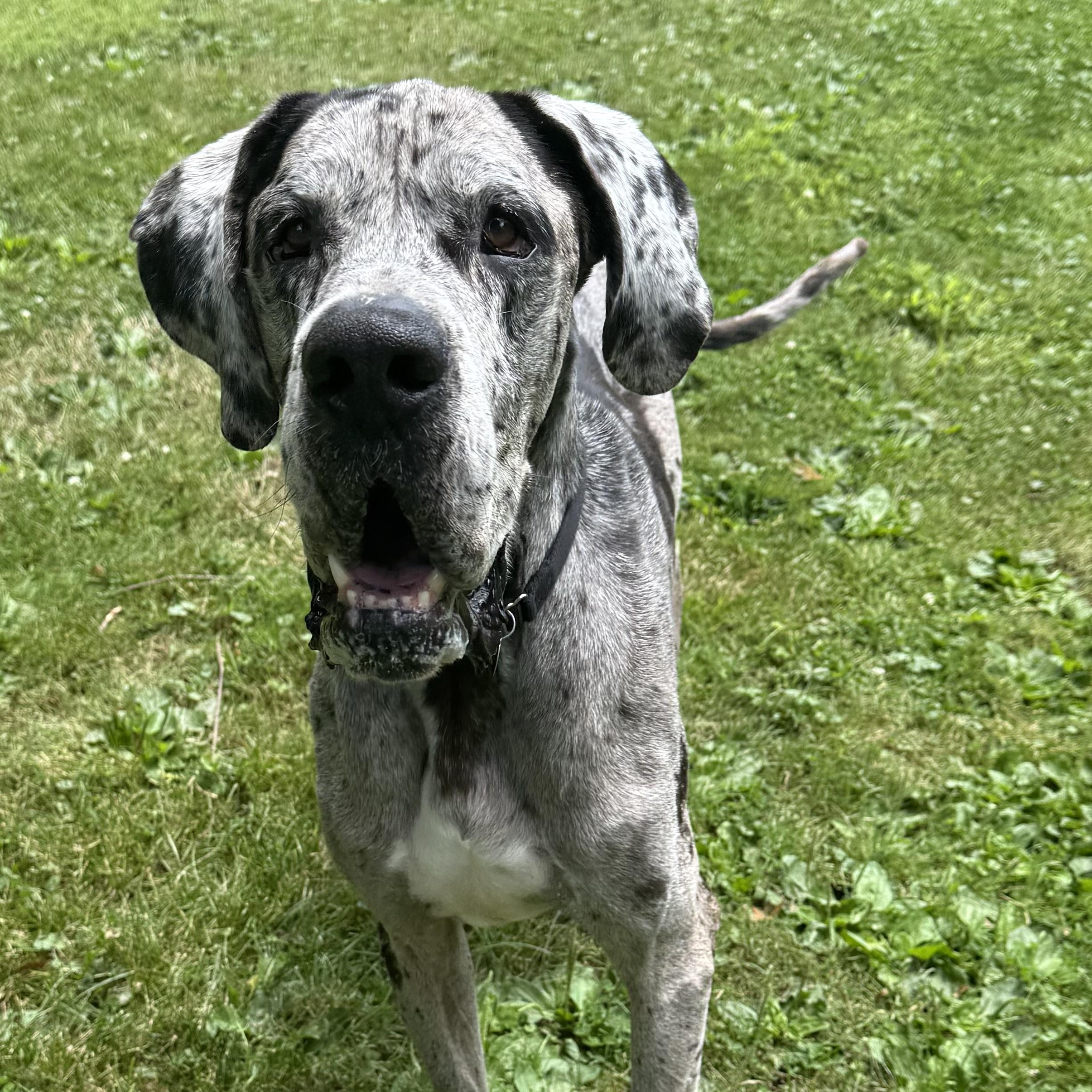 Doug, ADOPTABLE, Adult Male Great Dane.