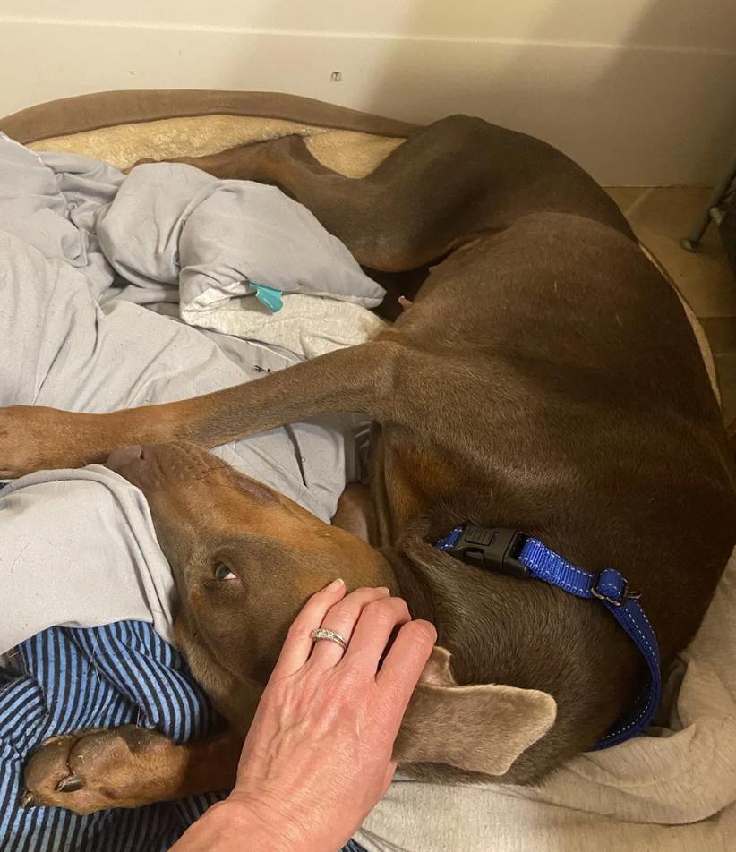 Sonnet, an adopted Doberman Pinscher in Davis, CA image 4/6