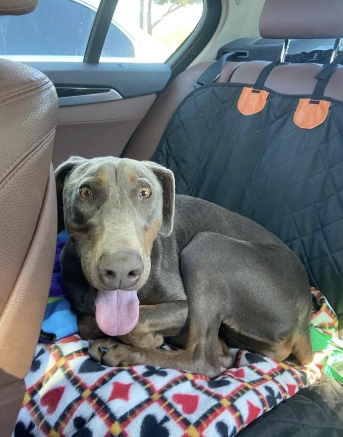 Sonnet, an adopted Doberman Pinscher in Davis, CA image 2/6