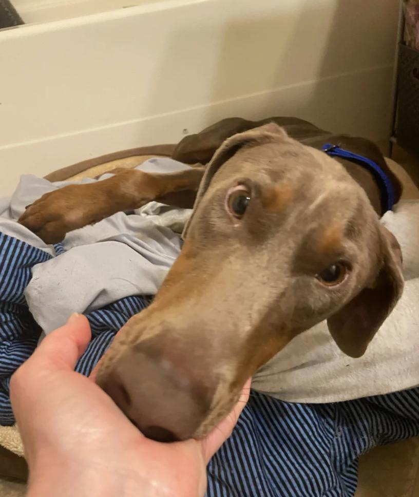 Sonnet, an adopted Doberman Pinscher in Davis, CA image 5/6