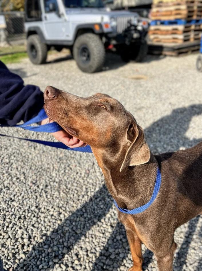 Sonnet, an adopted Doberman Pinscher in Davis, CA image 3/6