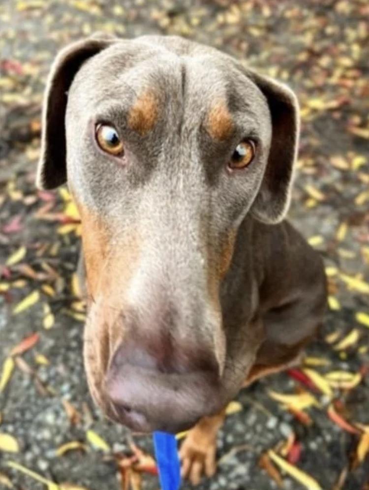 Sonnet, an adopted Doberman Pinscher in Davis, CA image 6/6