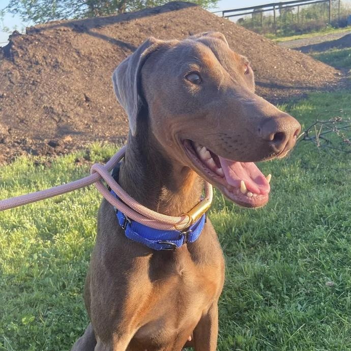 Sonnet, an adopted Doberman Pinscher in Davis, CA image 1/6