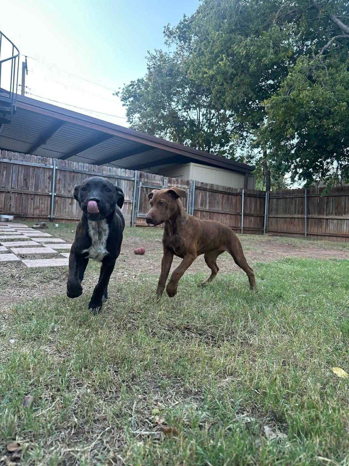 Onyx, a Adoptable Labrador Retriever in Newport, NH image 1/3
