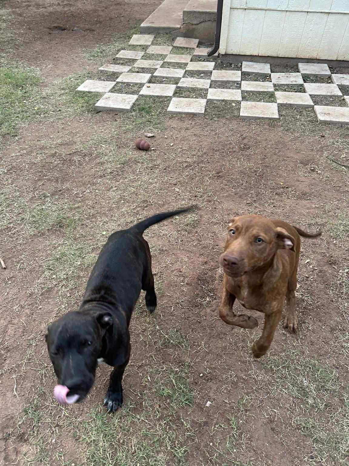 Enlarge Onyx, a Adoptable Labrador Retriever in Newport, NH image 2/3