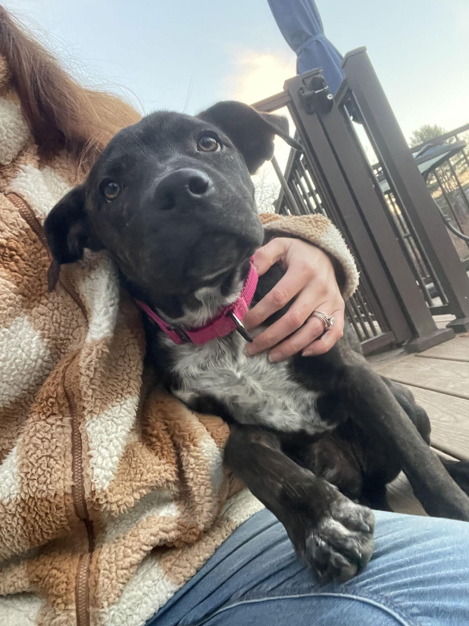 Onyx, a Adoptable Labrador Retriever in Newport, NH image 2/3