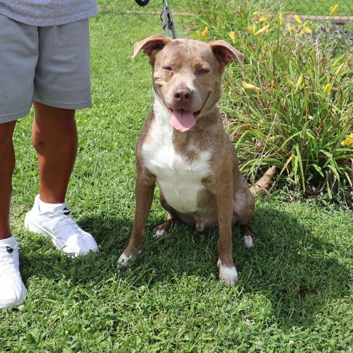 Enlarge Denny - Paws Behind Bars Prison Trained, a Adoptable mixed breed in Goshen, KY image 4/4