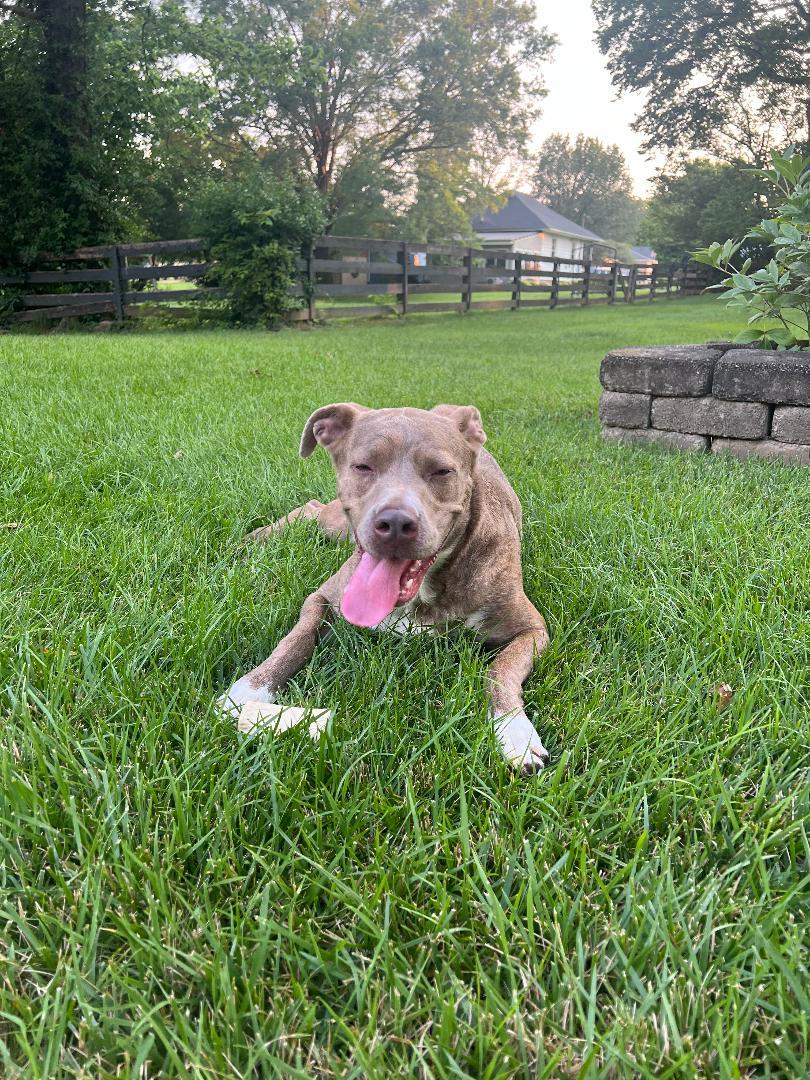 Enlarge Denny - Paws Behind Bars Prison Trained, a Adoptable mixed breed in Goshen, KY image 3/4