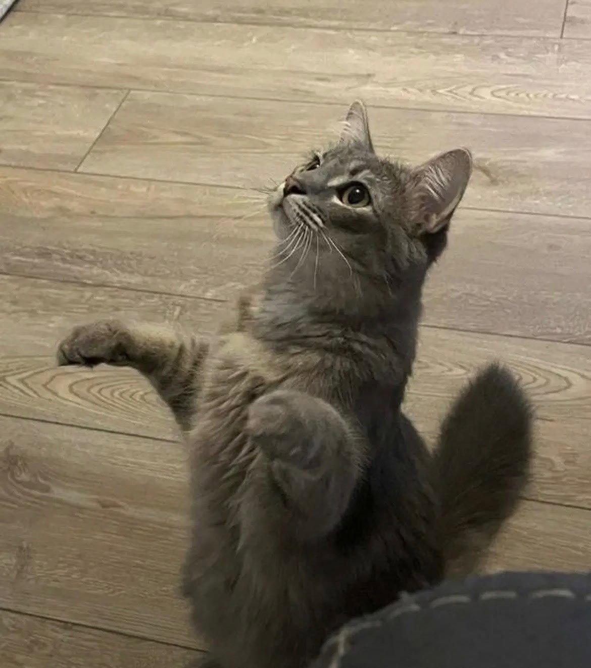 Sage 2 aka Penny, Adoptable, Adult Female Maine Coon & Domestic Long Hair.