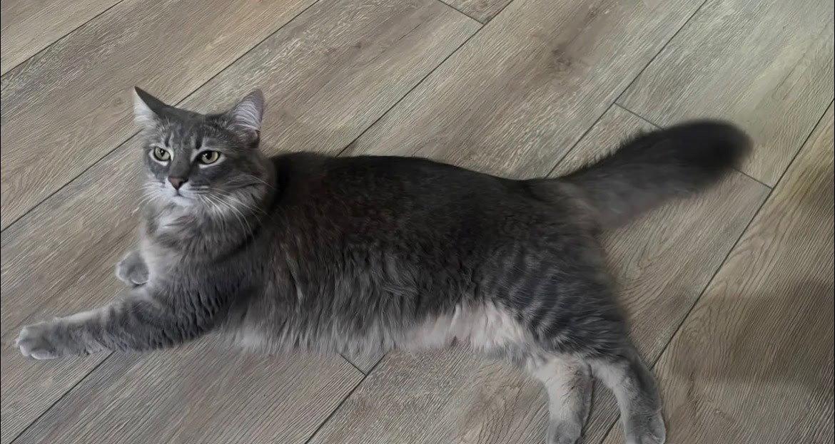 Enlarge Sage 2 aka Penny, a Adoptable mixed breed in Phoenix, AZ image 2/3