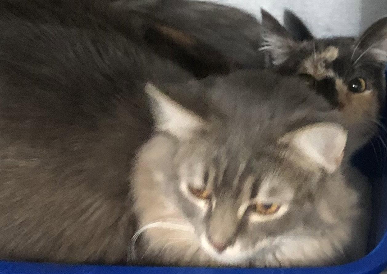 Enlarge Sage 2 aka Penny, a Adoptable mixed breed in Phoenix, AZ image 3/3