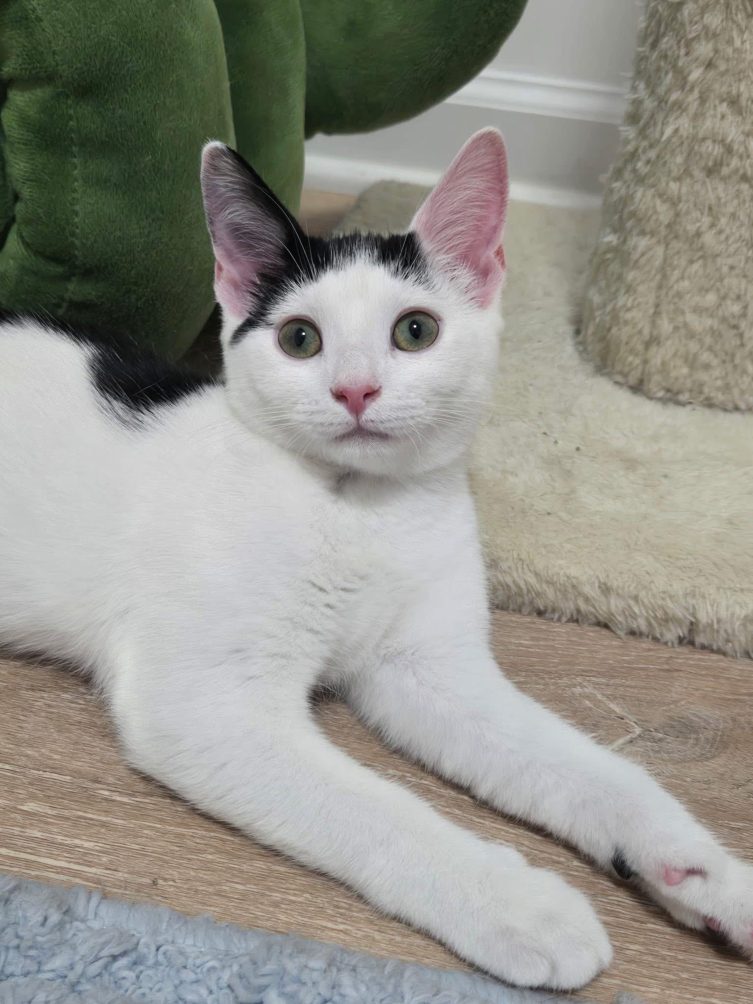 Natty and Raven, Adoptable, Young Male Domestic Short Hair.