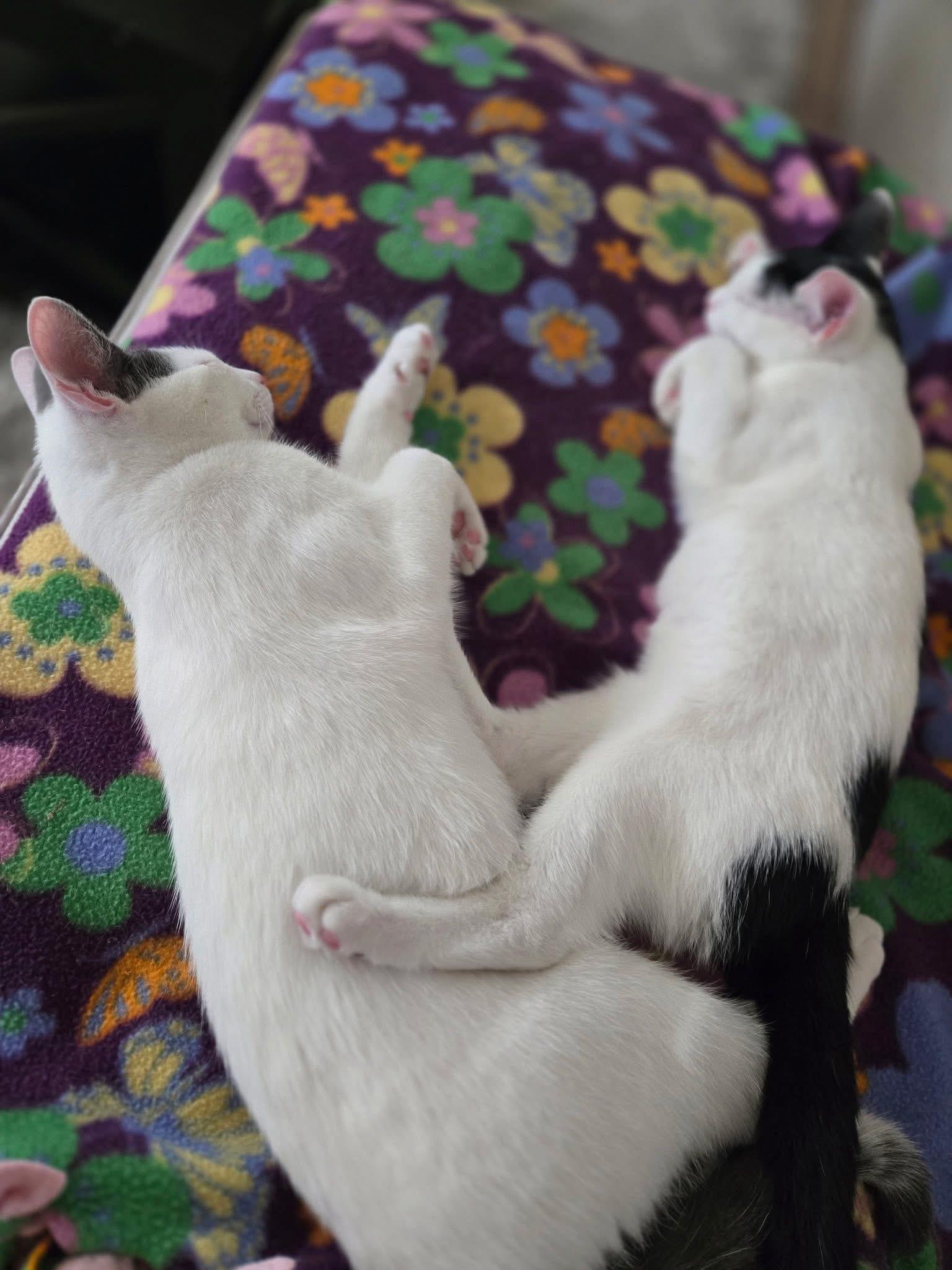 Enlarge Natty and Raven, a Adoptable Domestic Short Hair in Halethorpe, MD image 2/3